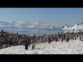 084 Gentoo Rookery,Cuverville Island