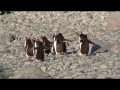 090 Gentoo Penguins, Cuverville Island